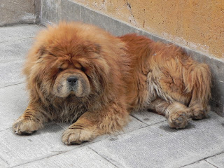 pictures of thick coated chow chow dog