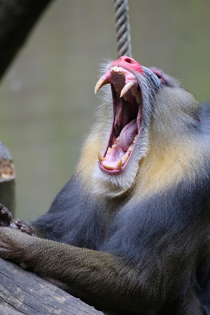 Mandrill Monkey