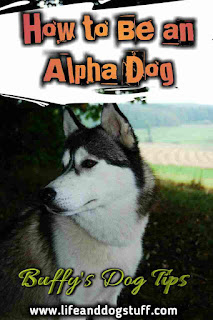 7 Tips on How To Be An Alpha Dog.