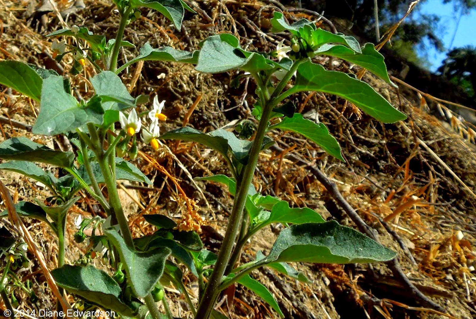 types of xmas flowers Types of Nightshade Plants | 1600 x 1073