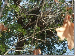 Hawk nest 2-29-2012 8-56-25 AM 1927x2690