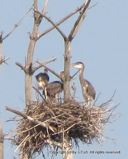 Great Blue Heron Nest with Chicks