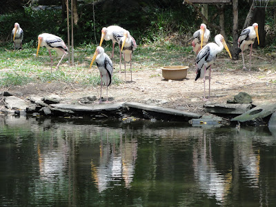 (Malaysia) - Penang Bird Park