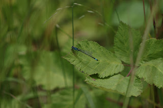 Blue-tailed Damselfly