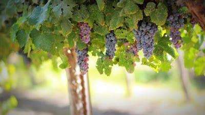 Grapes hanging