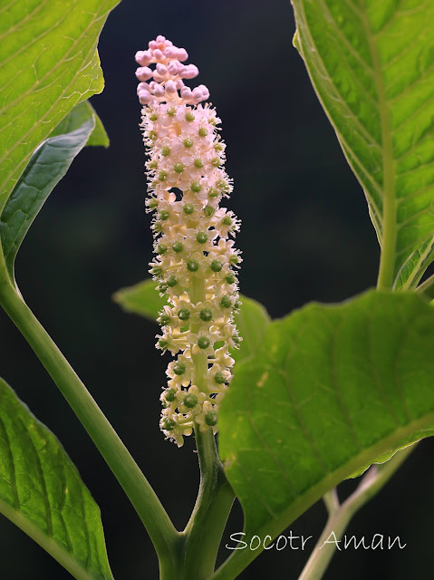 Phytolacca japonica