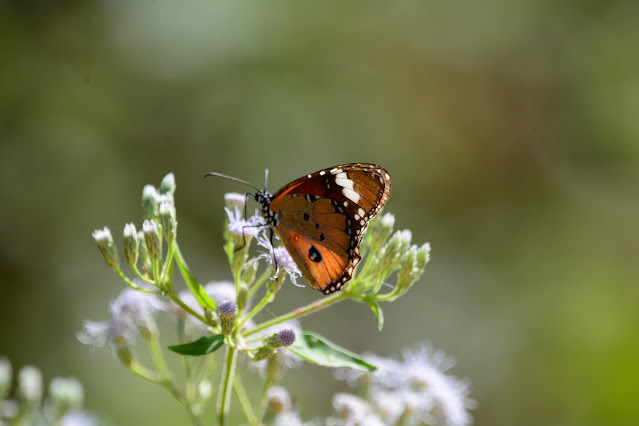 Danaus chrysippus