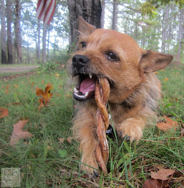 BestBullySticks.com dog chews