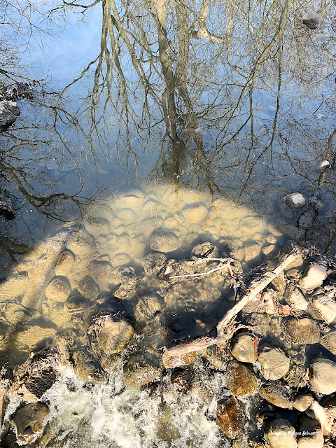 The Skokie River rambles over a pile of water-smoothed rocks at Skokie River Nature Preserve.