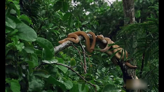 Most Poisonous Golden Lancerhead viper of Snake Island.