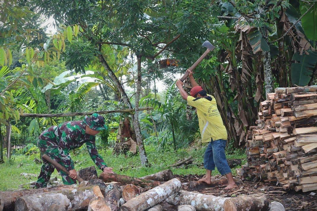 Anggota Satgas TMMD Ke - 111 Kodim 1202/Skw Bantu Warga Mencari Dan Angkat Kayu Bakar.