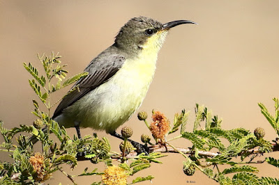 Purple Sunbird