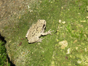 tree frog in a terrarium