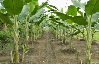 Di sebuah kebun terdapat tanaman pisang dengan tumbuhan kecil disebelahnya, seperti pada gambar berikut. Tanaman pisang tersebut menunjukkan ciri ...  A. berkembang biak      B. tumbuh dan berkembang  C. peka terhadap rangsang  D. membutuhkan nutrisi