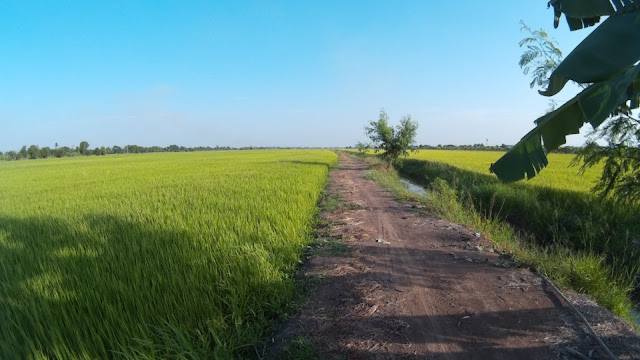 The way on the paddy field