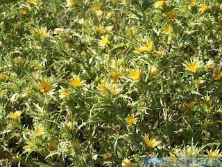 Scolyme d'Espagne - Chardon d'Espagne - Scolymus hispanicus