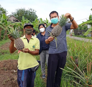 Dinas Pertanian Denpasar Kembangkan  Nanas Madu Subang, Sekali produksi Capai 31,6 Ton/Ha