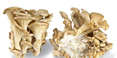 Buy white oyster mushroom supplements online