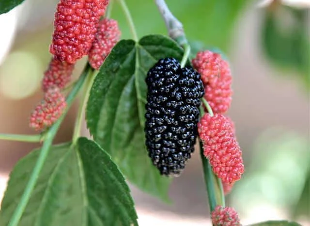 Mulberry and lychee Health benefits fruit - Health-Teachers