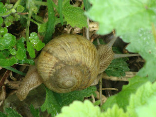 Helix (Helix) pomatia DSC52231