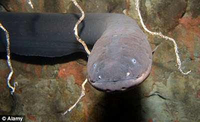 Electric eel%2B%2B1 Ikan ikan Pemegang Rekor Dunia