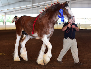 draft horse, ridden draft horse, draft horse under saddle, ride a draft, clydesdale, clydesdale mare, Clydesdale Stallion, Champion STallion, Budweiser Clydesdale, heavy horse, heavy horse ridden