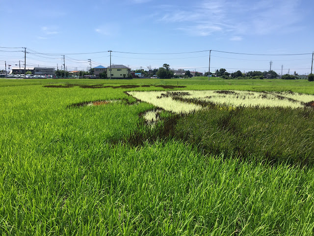 こしがや田んぼアート2015食戟のソーマ（7/19）