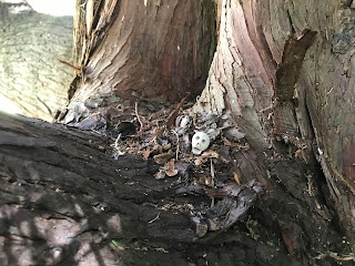 A close up photo of a small ceramic skull (Skulferatu 76) sitting in the hollow of a tree.  Photograph by Kevin Nosferatu for the Skulferatu Project.