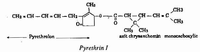 Thành phần hóa học Cúc Trừ Sâu - Chrysanthemum cinerariaefolium - Nguyên liệu làm thuốc Có Chất Độc