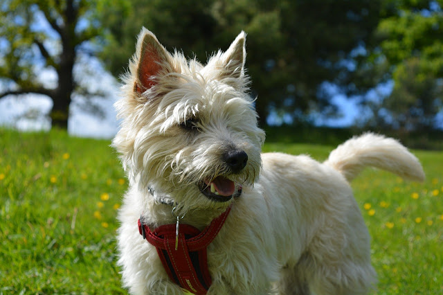 10-Most-Interesting-Terrier-Dog-Breeds