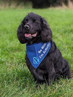 Full body shot of a very smart looking Boris the Black Cocker Spaniel sitting in a grassy field after his trip to the groomer, he's wearing a blue bandana that says "Be nice I'm arthritic" which he wears as a gentle reminder whenever I'm not around to advocate for him    Although Boris still has a bit of a baldy front leg whilst his fur grows back he's now looking smart once again as all trace of his mum haircut has been removed with some skilled scissor work to reshape him into a smart short coat