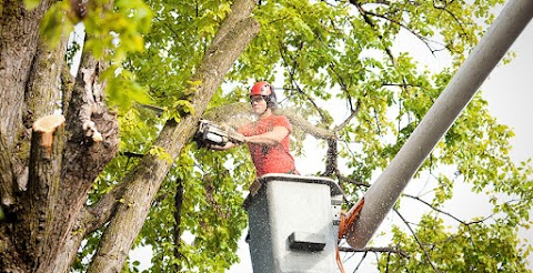 Learn the Importance Of Expert Tree Removal Services!