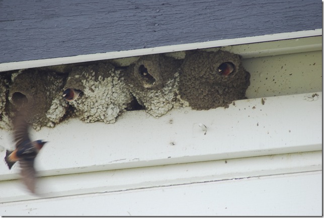 06-03-09 Creamer's Refuge Cliff Swallows 006