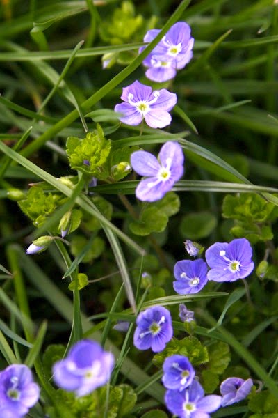 types of flowers england Image Veronica Speedwell Weed | 400 x 600