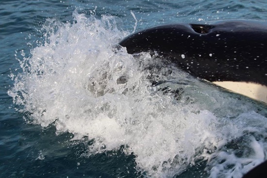 Orca cerca lancha em Arraial do Cabo; 'grata surpresa', diz mergulhador 