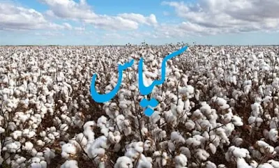 Cotton cultivation in Pakistan information in Urdu کپاس