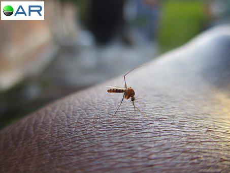 Combater a saliva dos mosquitos para deter febre amarela, dengue e zika , diz estudo