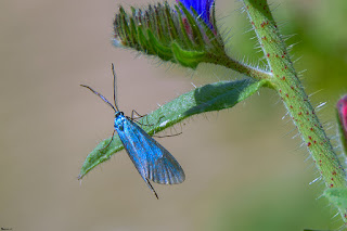 mariposa-jordanita-de-la-globularia-Jordanita-globulariae-en-hoja-