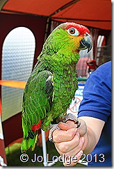 IMG_4385
