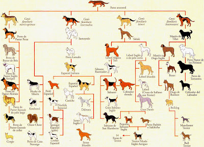 Resultado de imagen para razas de perros
