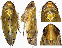 http://sciencythoughts.blogspot.co.uk/2015/04/a-new-species-of-leafhopper-from-yunnan.html