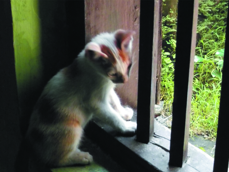 Foto Foto Anak Kucing Lucu di Luar Jendela Kamar Kost Gue 