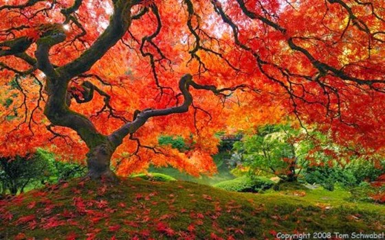 Kebun+Jepang,+Portland,+Oregon Tempat Tempat Paling Menakjubkan di Bumi