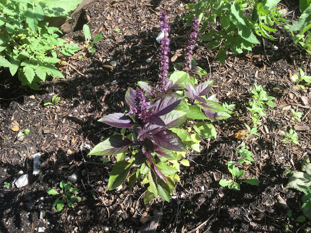 purple basil