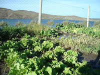 Huerta Orgánica del Peri-Lago.