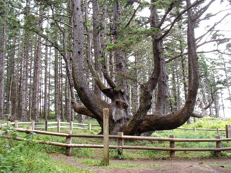 octopus-tree-5 octopus-tree-5