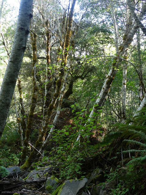 tree on a rock outcrop