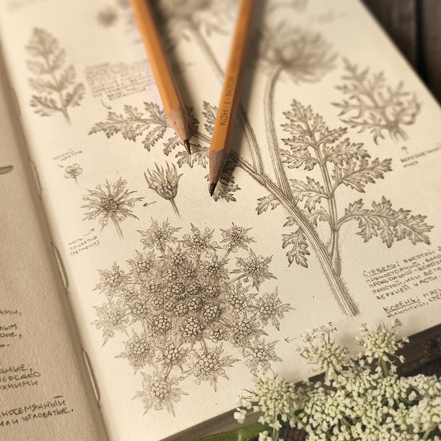 Morkov dikaya,  Daucus carota: botanical pencil sketch, floral art, sketchbook collection, botanical illustration, field plants