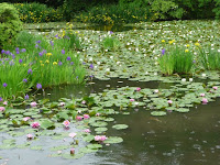 氷室池はお花畑