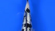 shiro koi fish Live koi fish 12